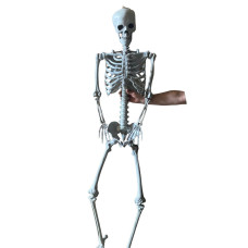 Esqueleto grande 180 cm Modelo humano anatómico, detalles precisos