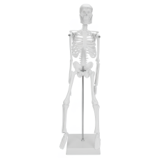 Modelo de esqueleto humano, móvil, 45 cm, modelo anatómico educativo para el aprendizaje de la biología.